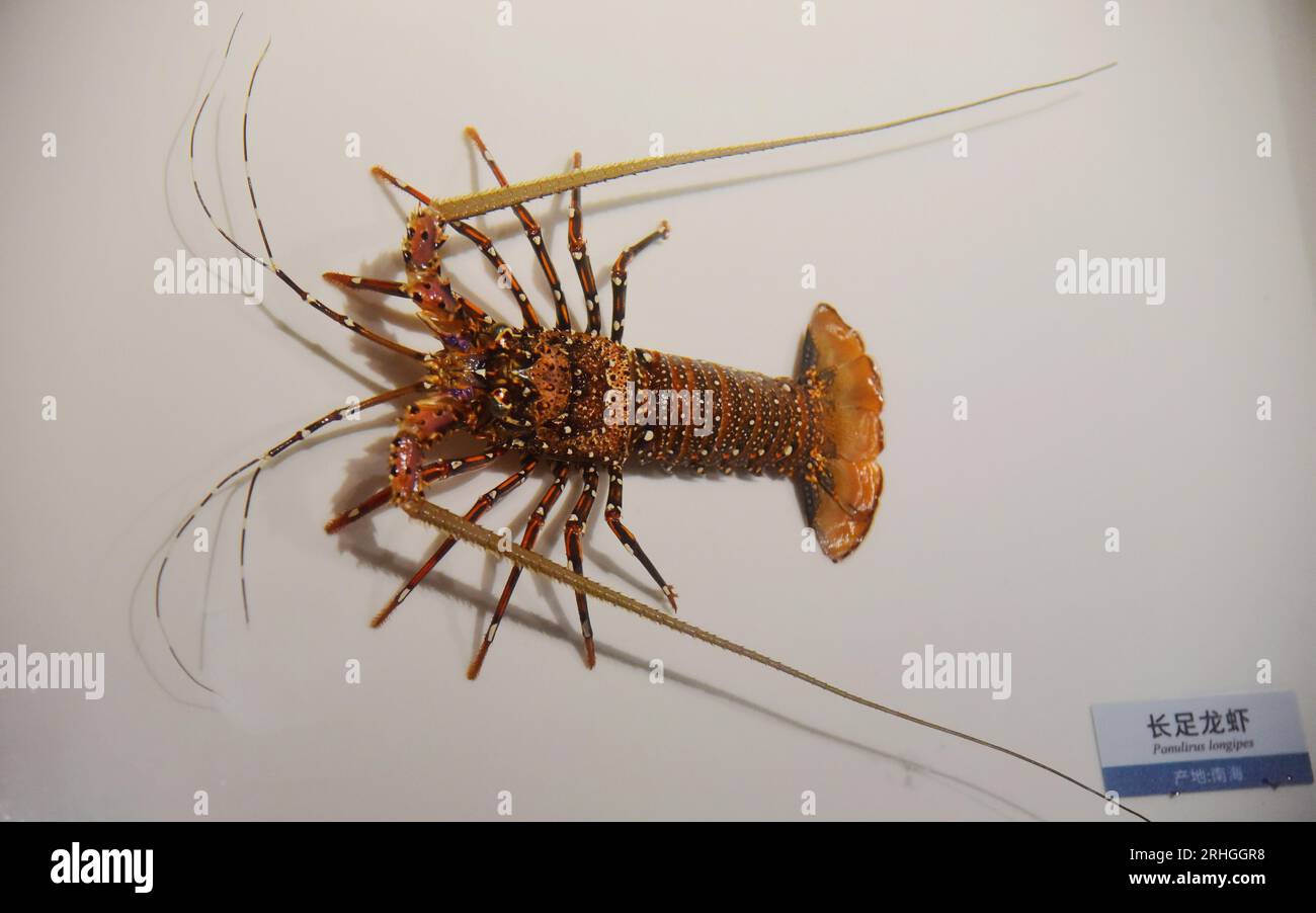 Stachelige Meeresorganismen, die im Zhejiang Museum of Natural History ausgestellt werden, ziehen Besucher an, Stadt Hangzhou, ostchinesische Provinz Zhejiang, 15. August 202 Stockfoto