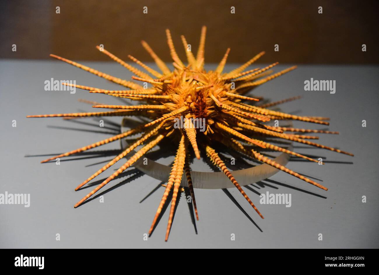 Stachelige Meeresorganismen, die im Zhejiang Museum of Natural History ausgestellt werden, ziehen Besucher an, Stadt Hangzhou, ostchinesische Provinz Zhejiang, 15. August 202 Stockfoto