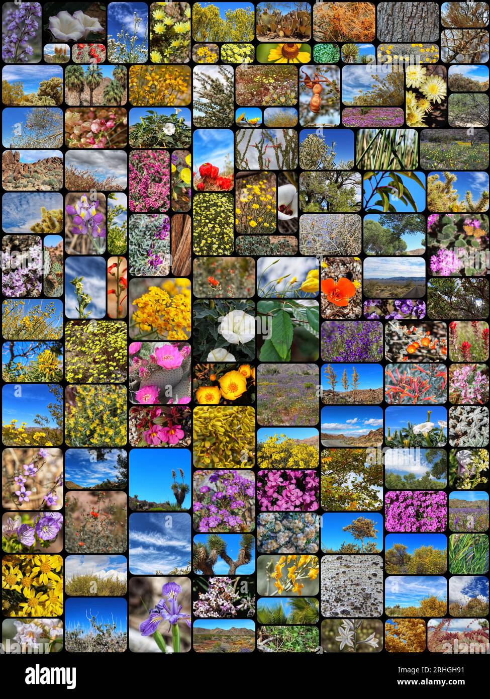 Eine Collage, in der einheimische Pflanzen aus Südkalifornien, die in ihren einheimischen Ökosystemen leben, bewundert werden, Stockfoto