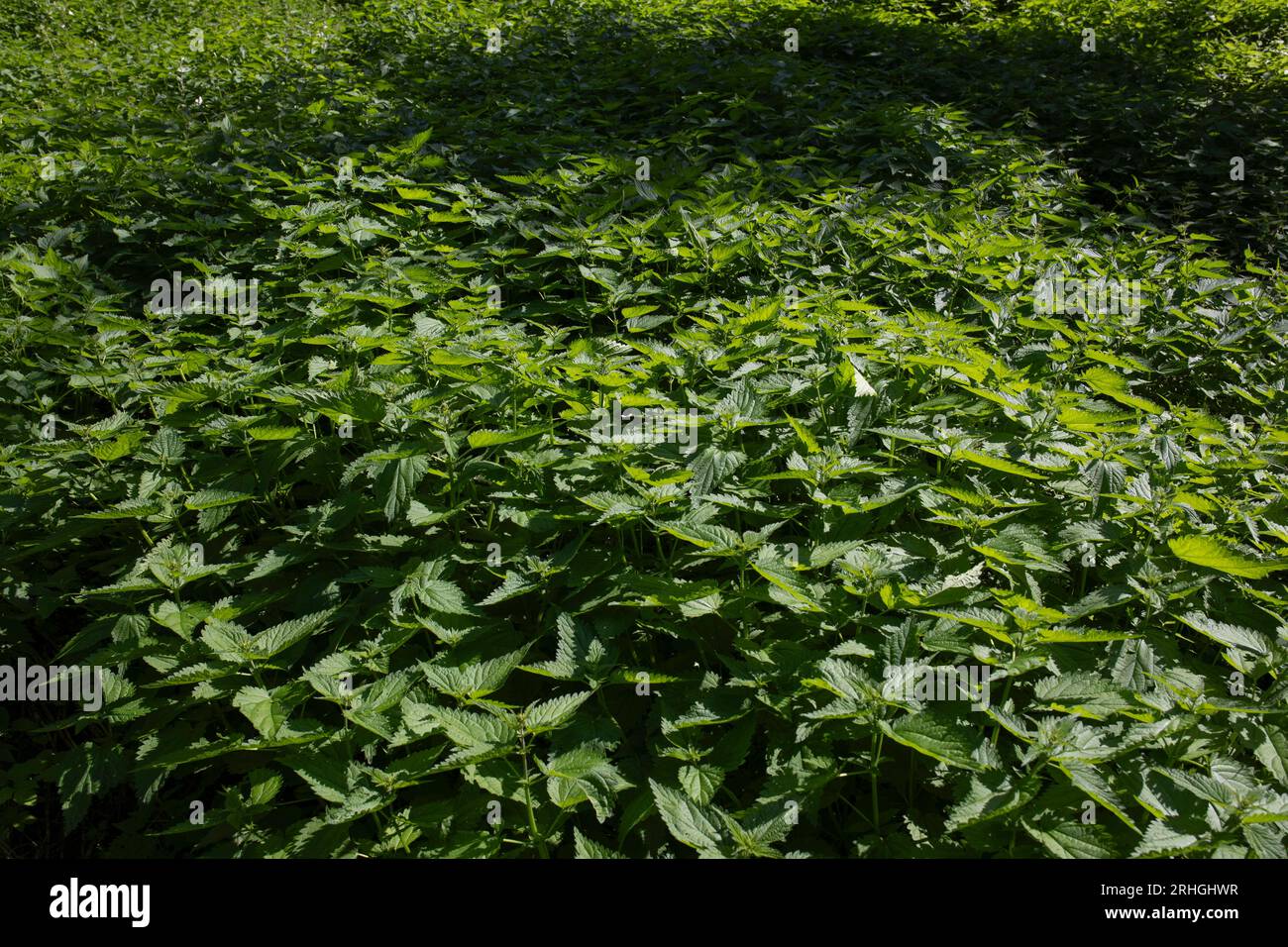 Eine Wiese voller Brennesseln. Sommer im Park in Gniezno Stockfoto