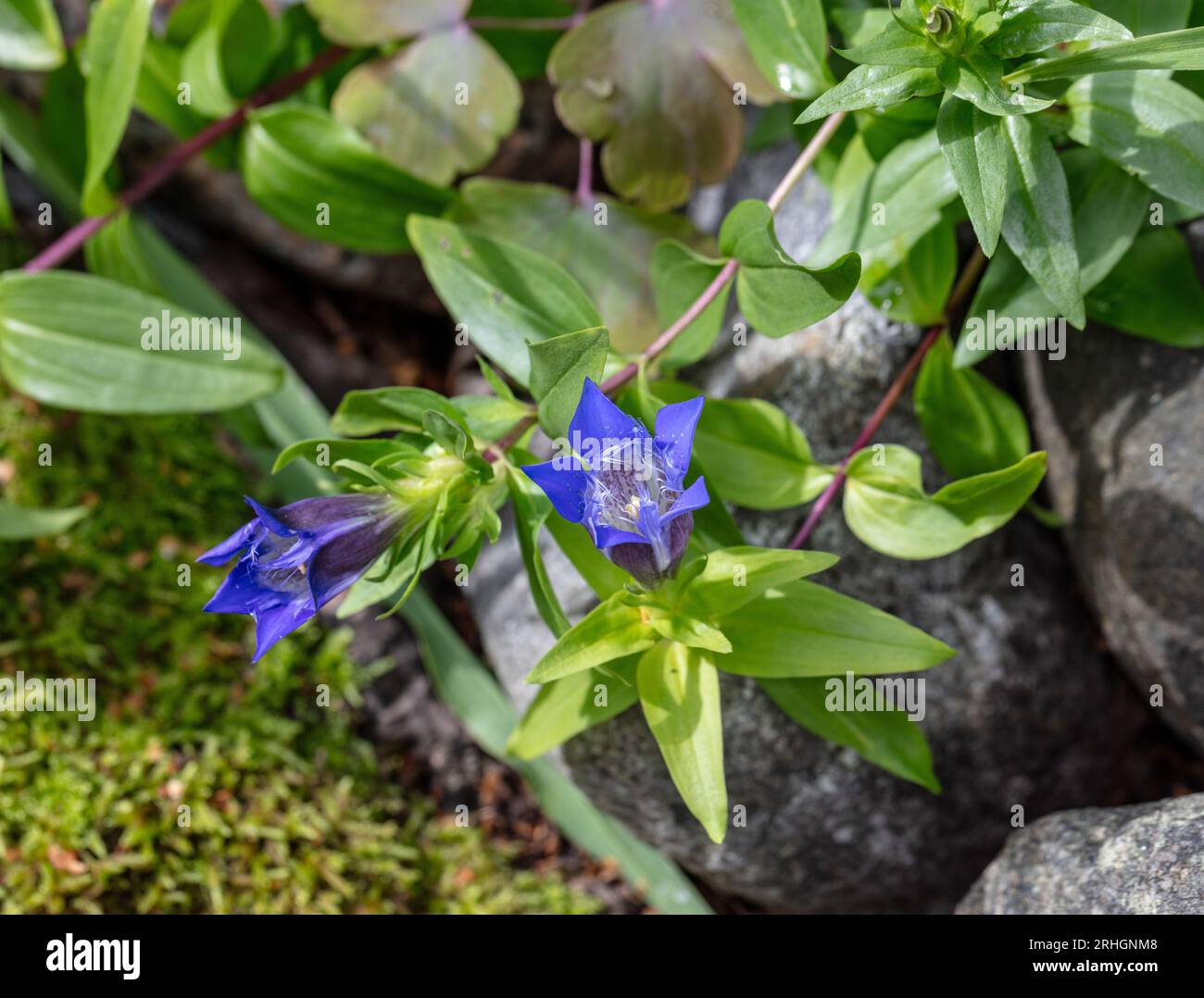 Sommer-Gentian, Fransgentiana (Gentiana septemfida var. (Lebensmittel — frisch oder gekühlt) Stockfoto