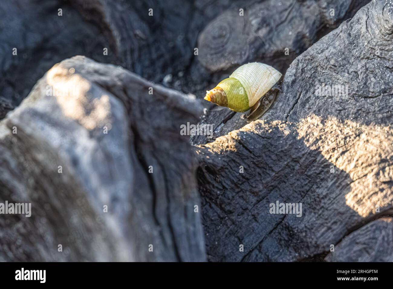 Meeresschnecke mit farbenfroher Muschel auf Treibholz am Boneyard Beach auf Big Talbot Island in Jacksonville, Florida. (USA) Stockfoto