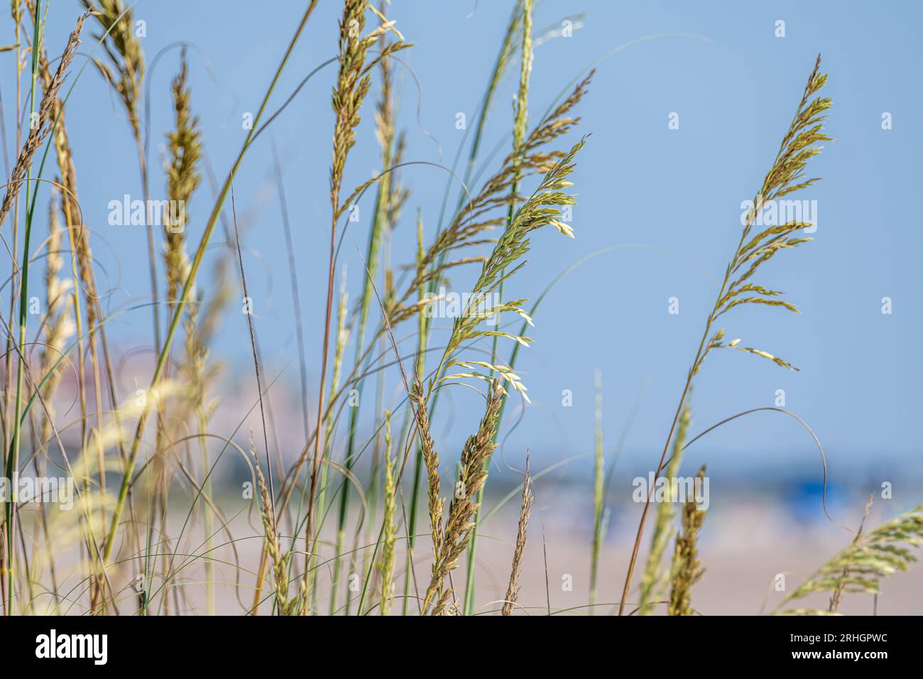 Stranddünen-Hafer (Uniola paniculata) auf Amelia Island in Fernandina Beach, Florida. (USA) Stockfoto