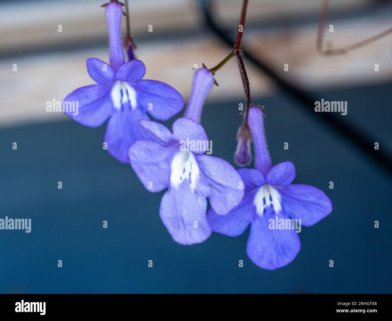 Nickende Veilchen, violette Blüten mit weißen Mittelpunkten auf schmalen Stängeln, drei Blüten Stockfoto