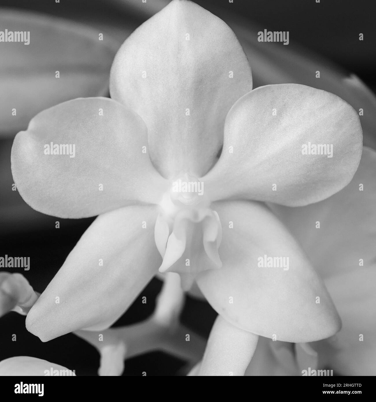 Weiße Vanda Orchideenblume in Monochrom Stockfoto