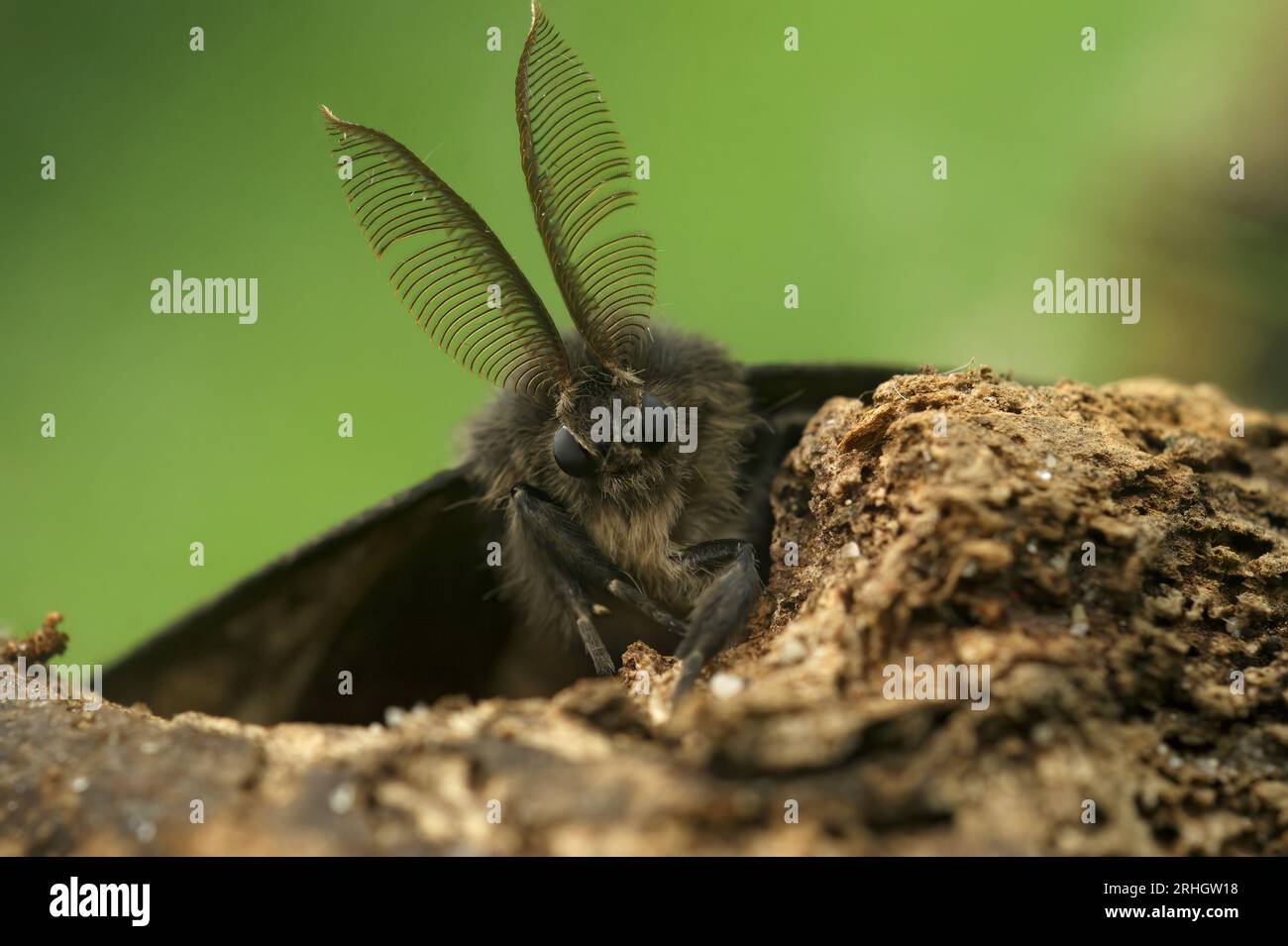 Natürliche frontale detaillierte vertikale Nahaufnahme auf einer braunen europäischen Zigeunermotte, Lymantria, verbergen sich mit ihrer bemerkenswerten Antenne Stockfoto