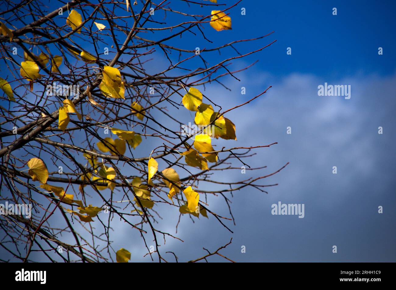 primo Piano su sfondo sfuocate di foglie im Autunno Stockfoto