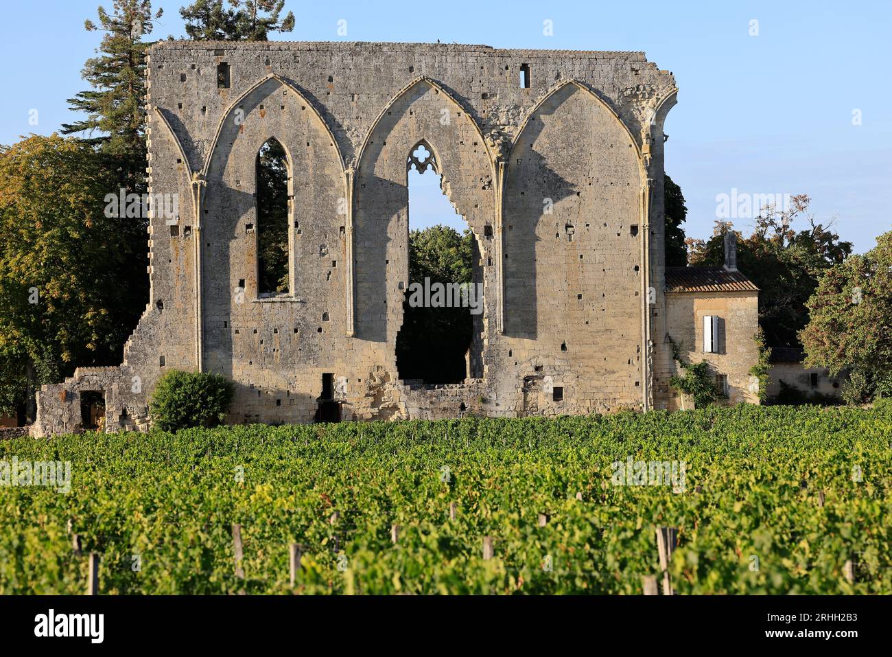 Vignoble de Saint-Emilion. La « Grande Muraille » vestige d’un immense couvent Dominicain du XIIIème siècle en bordure du vignoble du «Château Les GRA Stockfoto