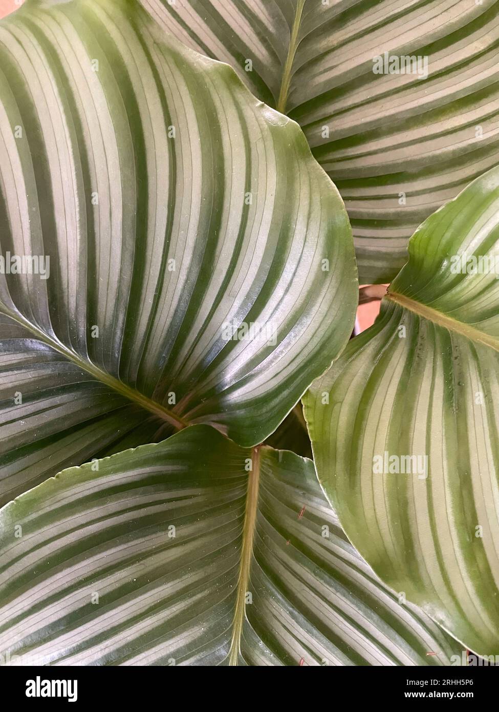 Exotische Calathea Orbifolia, groes gestreiftes Blatt in Nahaufnahme.  Gebetspflanze. Zimmerpflanze, grner Hintergrund, Biophilie-Konzept  Stockfotografie - Alamy
