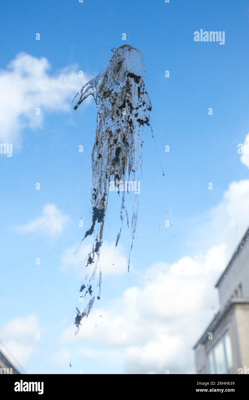 Eine große Markierung, die von Vogelkot gemacht wurde, der auf einem innerstädtischen Apartnment-Fenster gelandet ist. Stockfoto