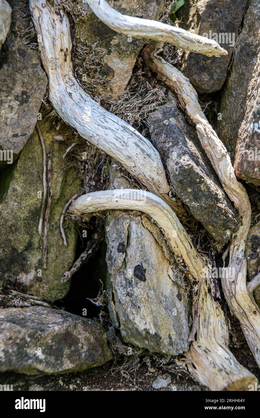 Alte, tote Efeu-Kriecher verhedderten sich in einer cotswold-Steinmauer. Stockfoto