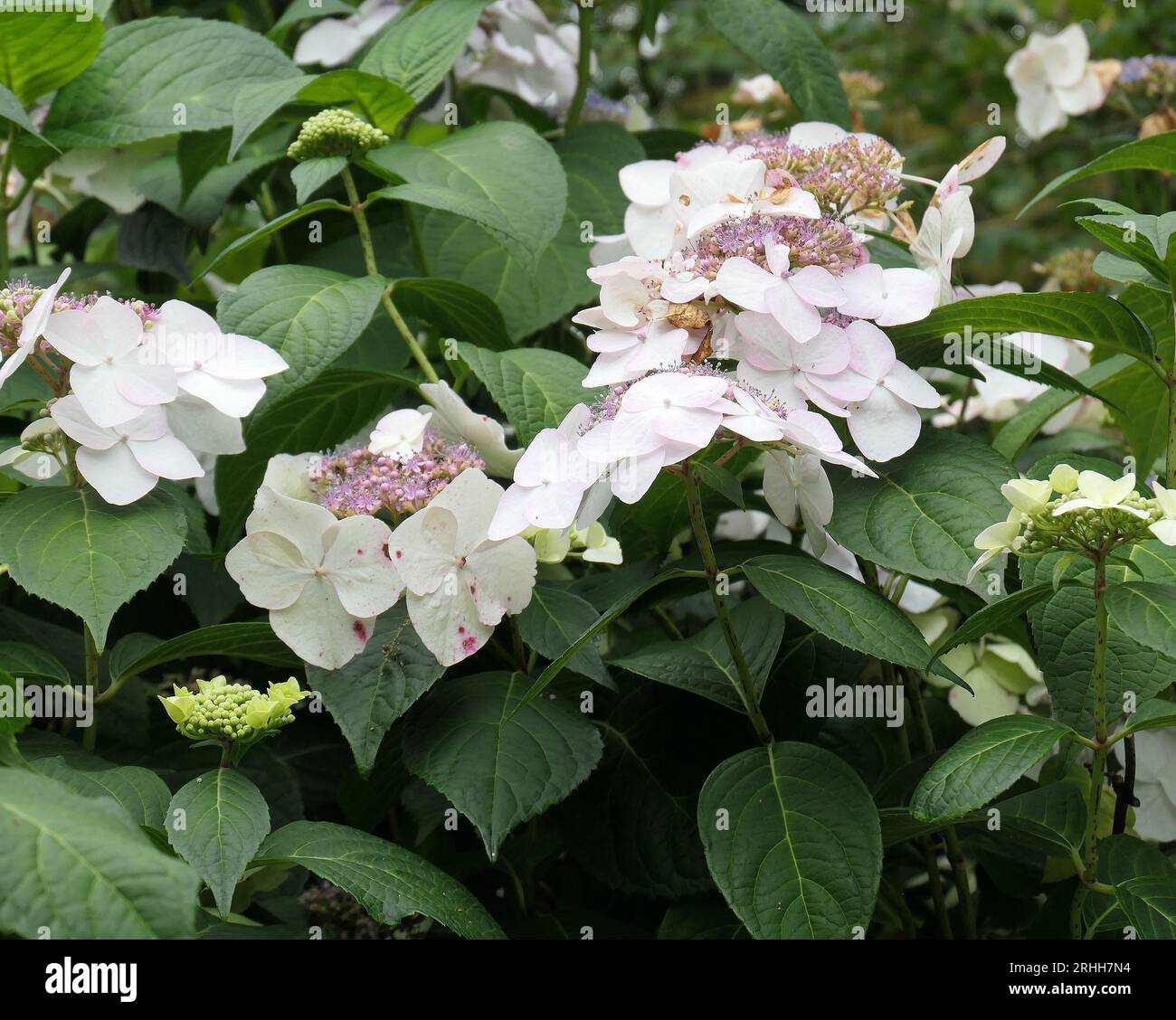 Nahaufnahme der Blütenköpfe des Sommerblühenden Gartenstrauchs Hortensie macrophylla veitchii. Stockfoto