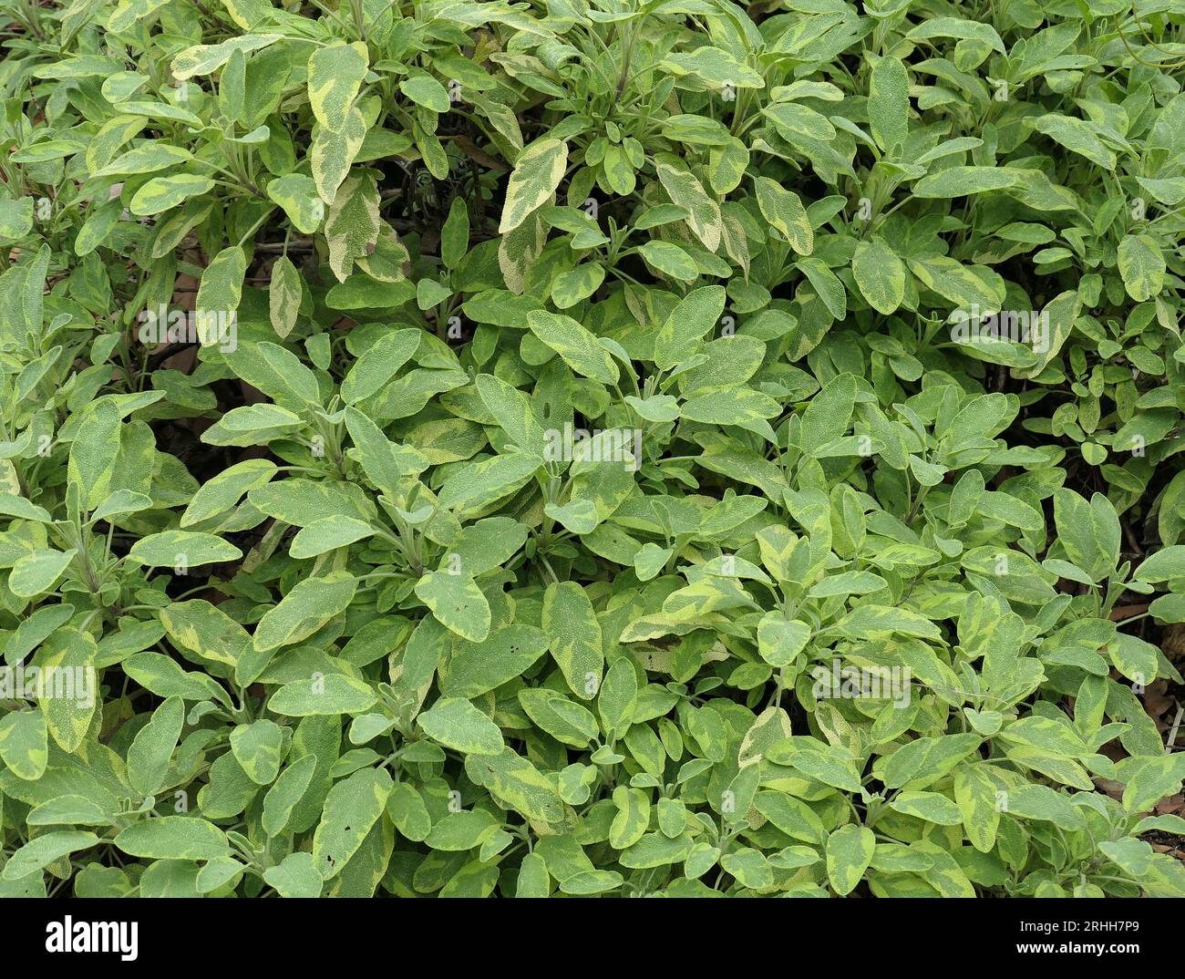 Nahaufnahme der mehrfarbigen grün-gelb-grauen Variegierblätter des ausdauernden Ziergartensalbeis Salvia officinalis icterina Golden Salbei Stockfoto