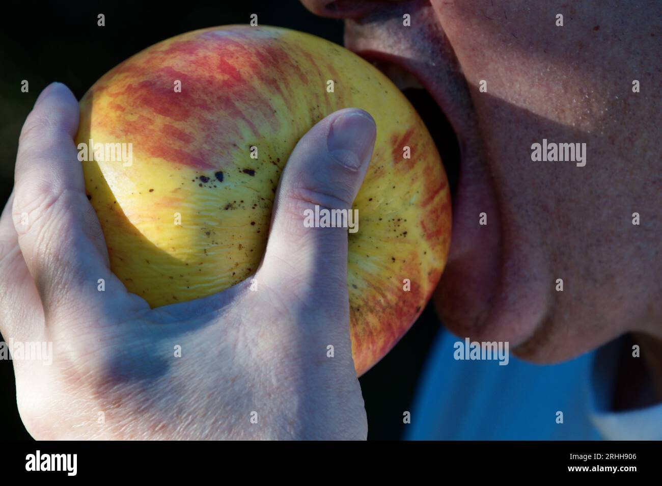 Ein unperfekter Apfel wird gleich genossen. Es hat einige Oberflächenflecken, wird aber immer noch köstlich sein. Stockfoto