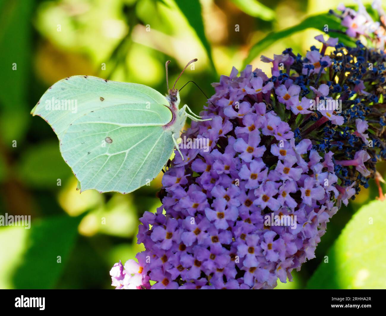Schwanzfalter (Gonepteryx rhamni) auf Buddleia (Buddleia davidii) Stockfoto