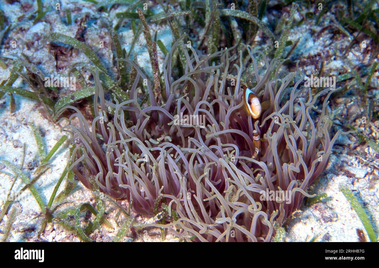 Korkenzieher-Tentakelseeanemone (Macrodactyla doneensis) mit Anemonenfischen (Amphiprion clarkii). Foto aus Cabilao, Philippinen. Stockfoto