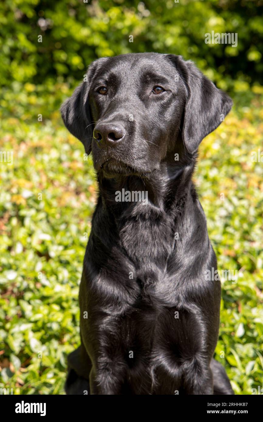 Zwarte labrador kruitiert den goldenen Retriever Stockfoto