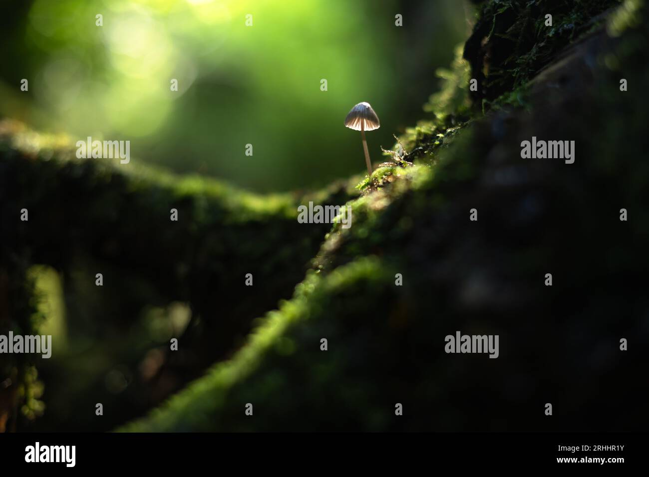 Wunderschöne Makroaufnahme eines einzelnen Pilzes in dunklem Waldmoos. Makrofotografie in der Natur Stockfoto