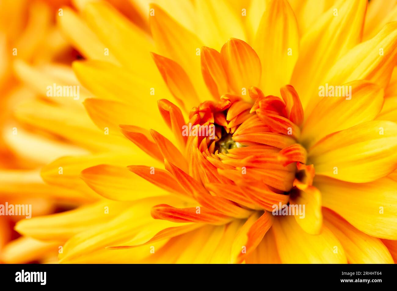 Ein orangegelbes Dahlia-Makro Stockfoto