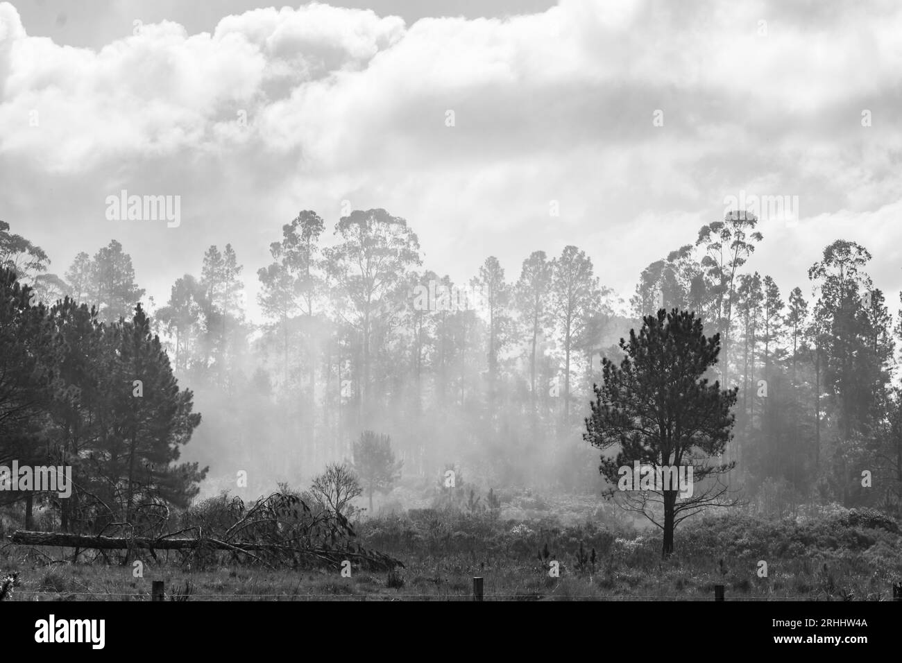 Waldbrand in einer Eukalyptus-Plantage, schwarz-weiß - Sao Francisco de Paula, Südbrasilien Stockfoto