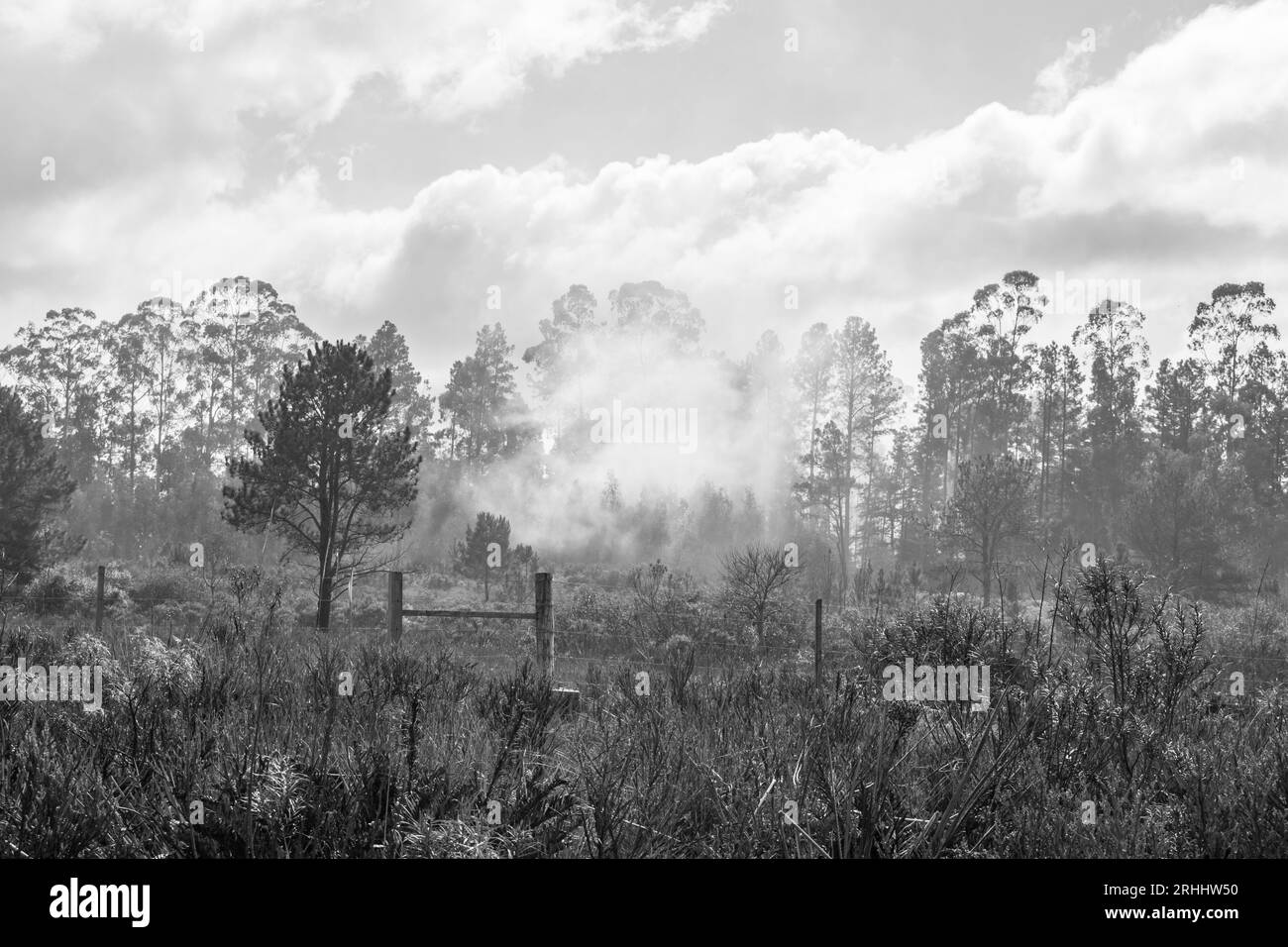 Waldbrand in einer Eukalyptus-Plantage, schwarz-weiß - Sao Francisco de Paula, Südbrasilien Stockfoto
