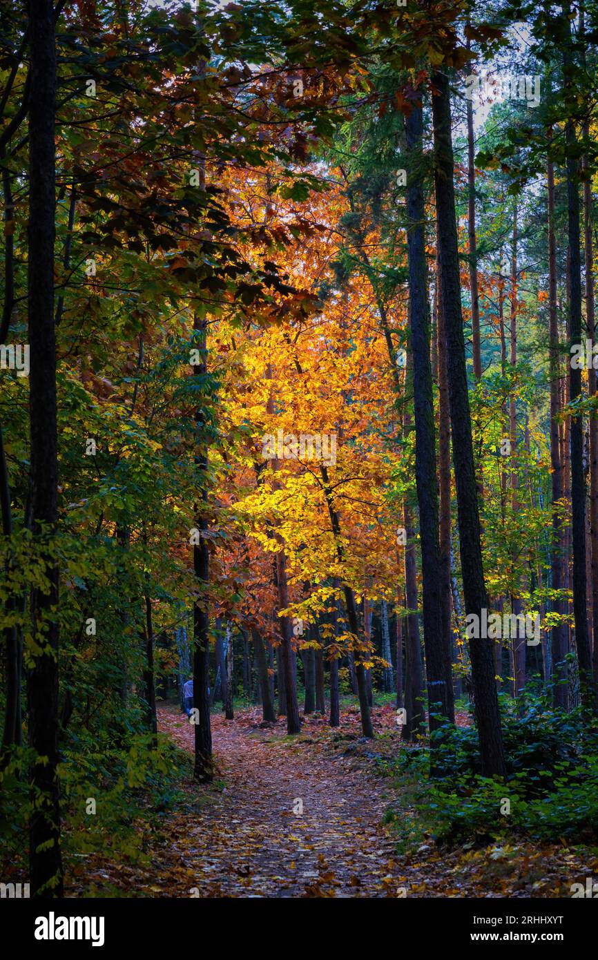 Herbstwald bei Sonnenuntergang, Waldlandschaft mit Wanderweg Mitte Oktober, Lasek na Kole, Stadt Warschau, Polen. Stockfoto
