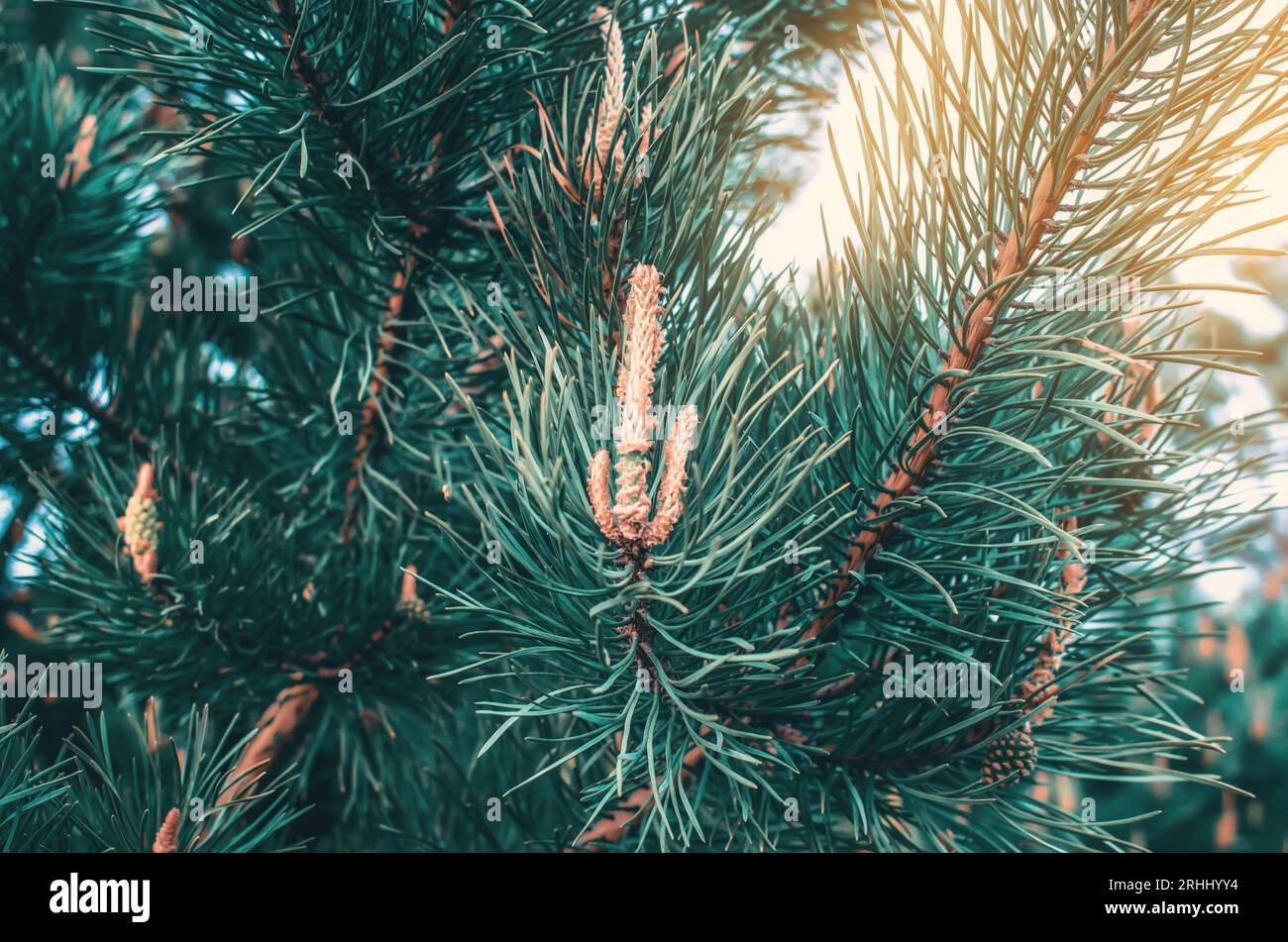 Kiefernknospen an Kiefernzweigen im Wald Stockfoto