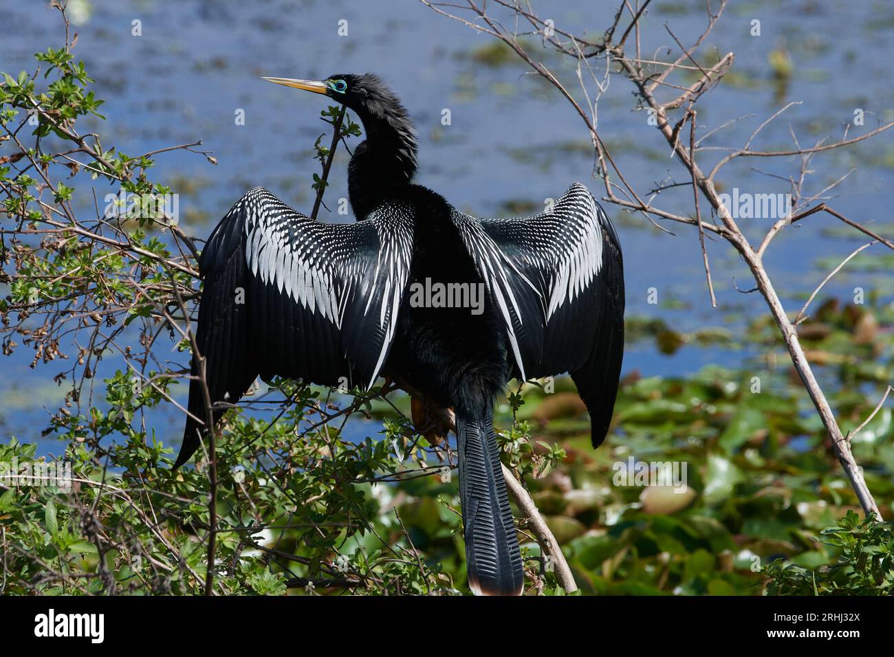 Anhinga anhinga leucogaster, Amerikanischer Schlangenhalsvogel, Wasser truthahn, Schlangenvogel Stockfoto