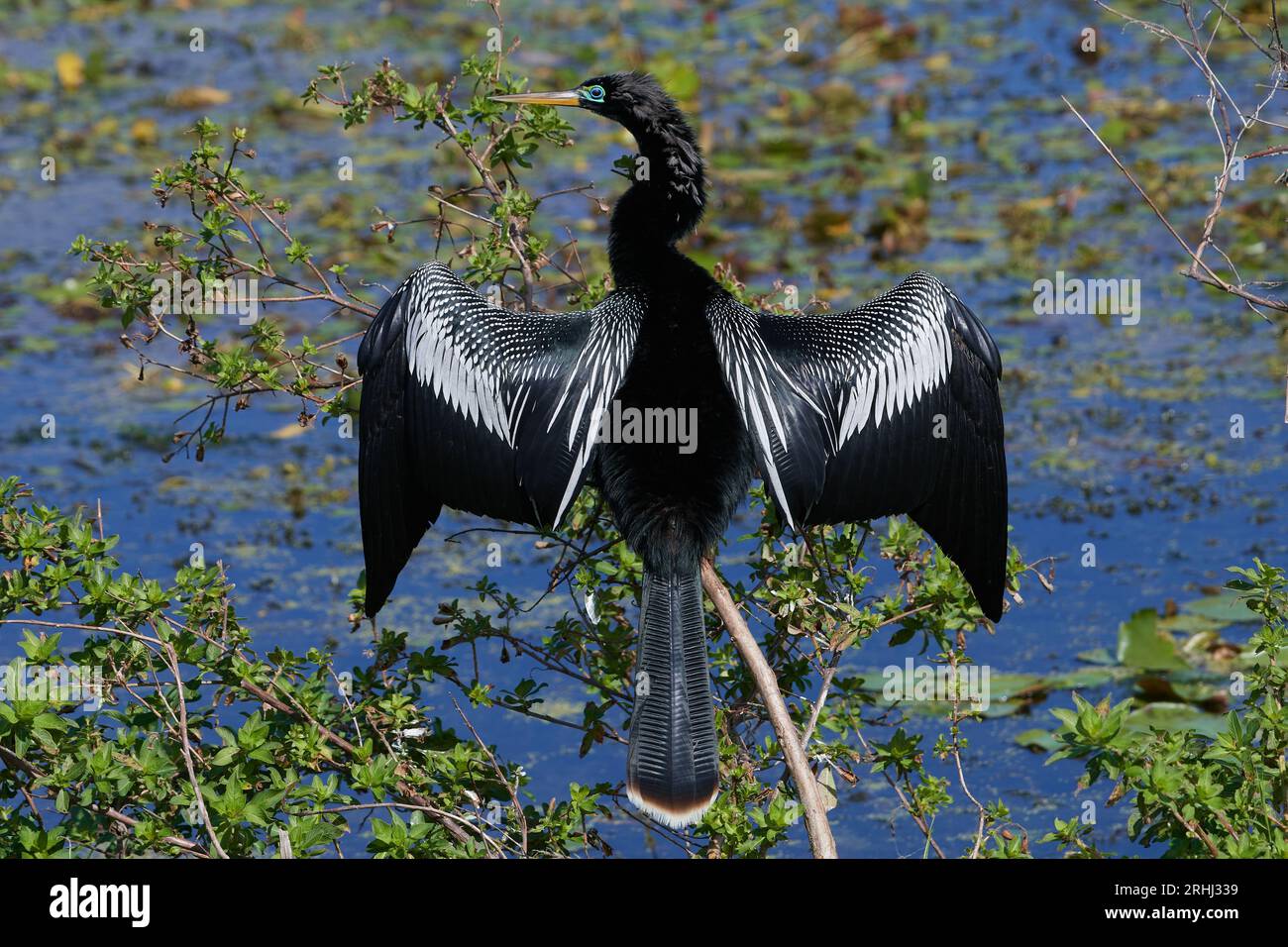 Anhinga anhinga leucogaster, Amerikanischer Schlangenhalsvogel, Wasser truthahn, Schlangenvogel Stockfoto