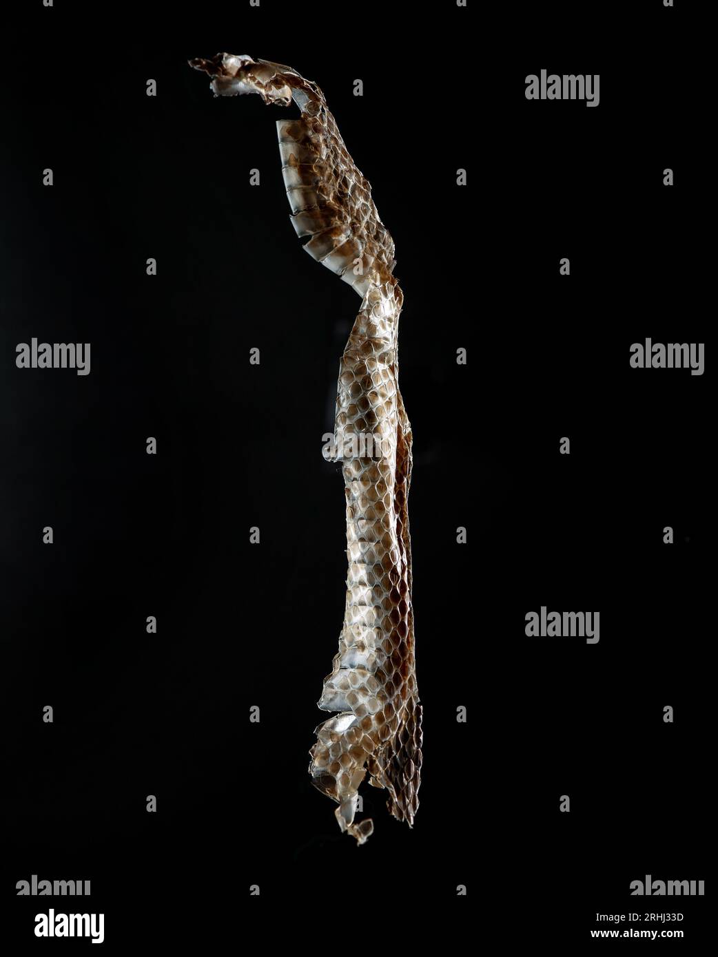 studio still life image of shed snake skin with dramatic lighting on a dark background Stockfoto