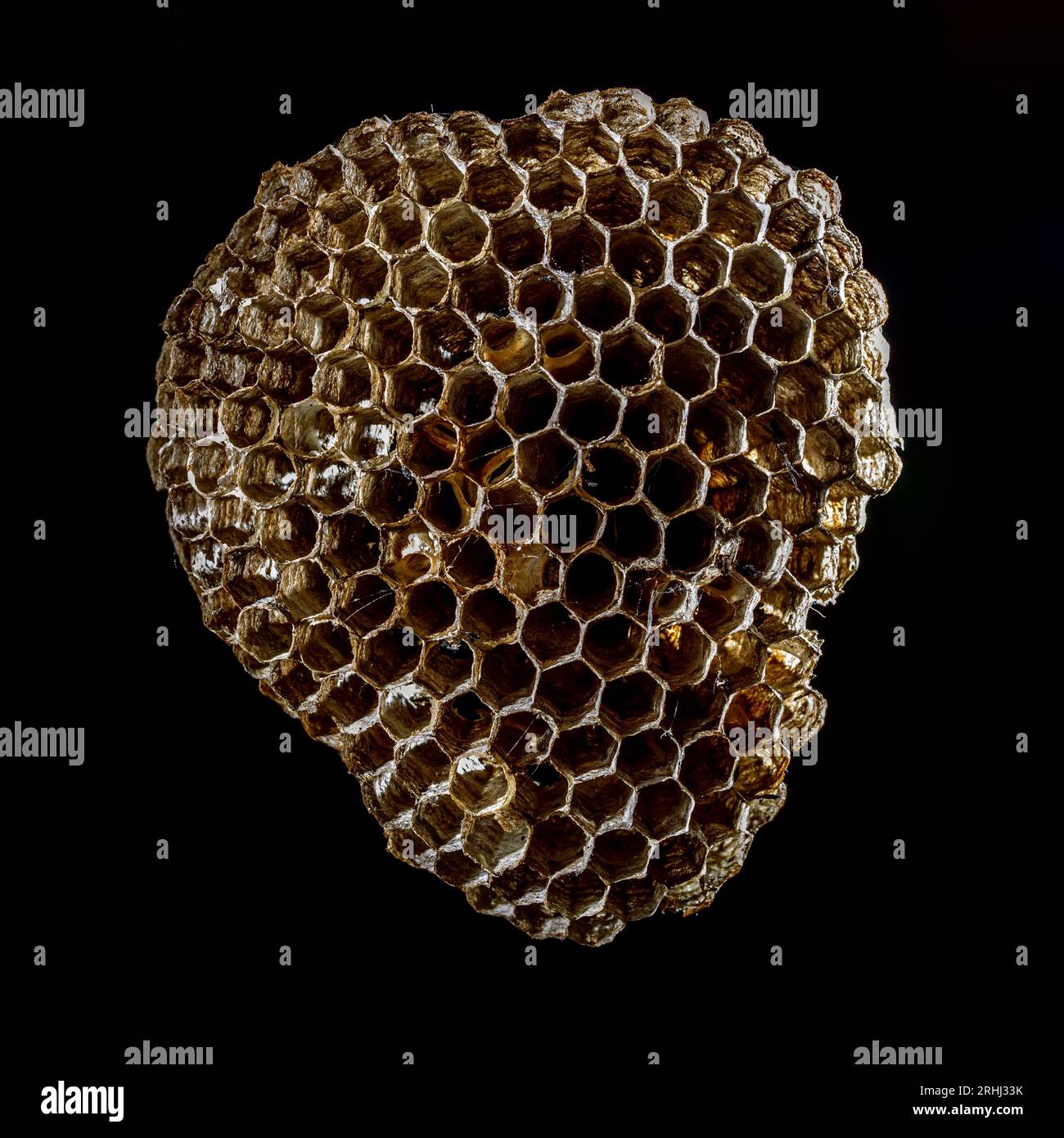 studio Stillleben Detail Bild eines alten Wespennest mit dramatischen Beleuchtung Makro Nahaufnahme Detail Stockfoto
