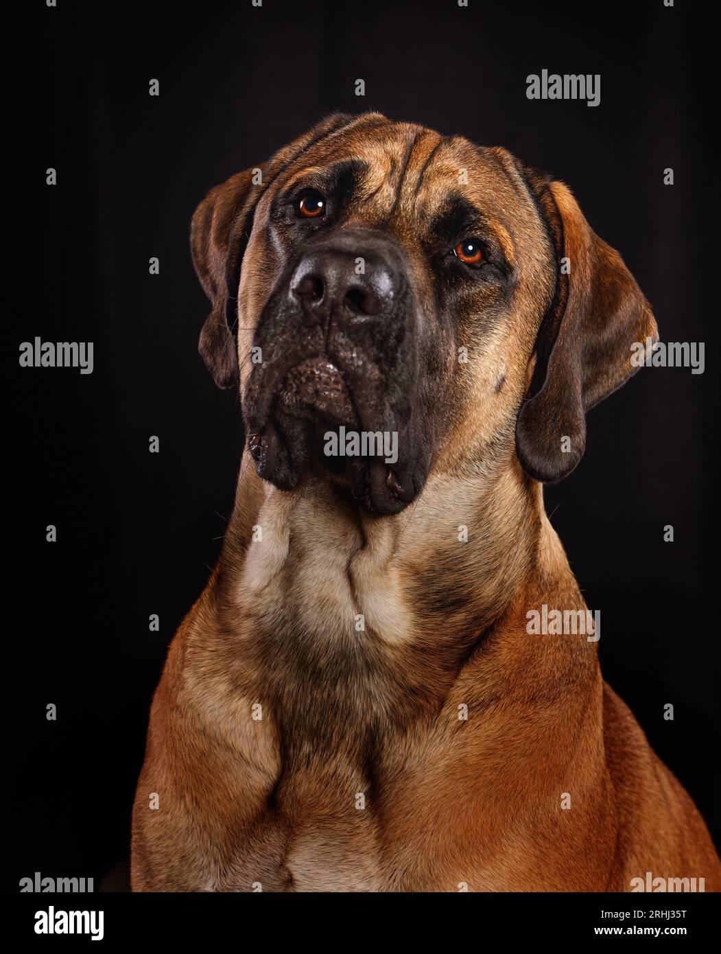 Niedlicher stoischer, glücklicher, großrassiger Mastiff-Welpe, der nachdenklich und majestätisch aussieht Stockfoto