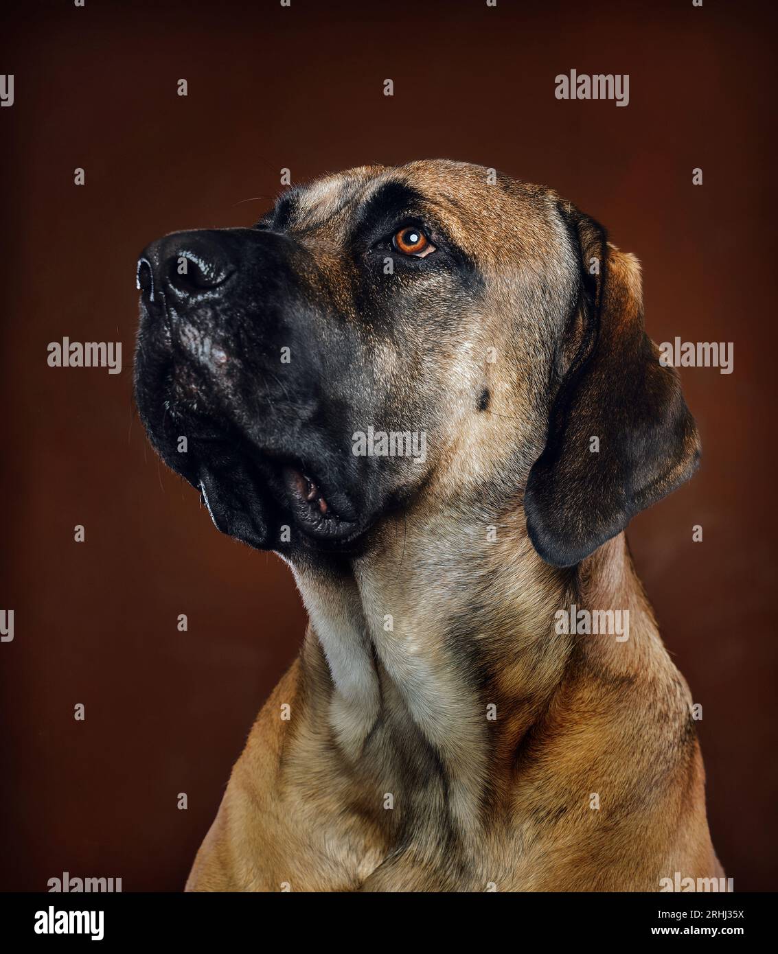 Niedlicher stoischer, glücklicher, großrassiger Mastiff-Welpe, der nachdenklich und majestätisch aussieht Stockfoto