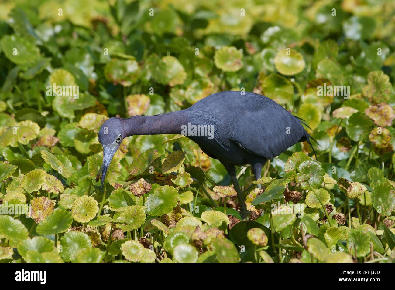 Egretta caerulea, Blaureiher, kleiner Blaureiher Stockfoto