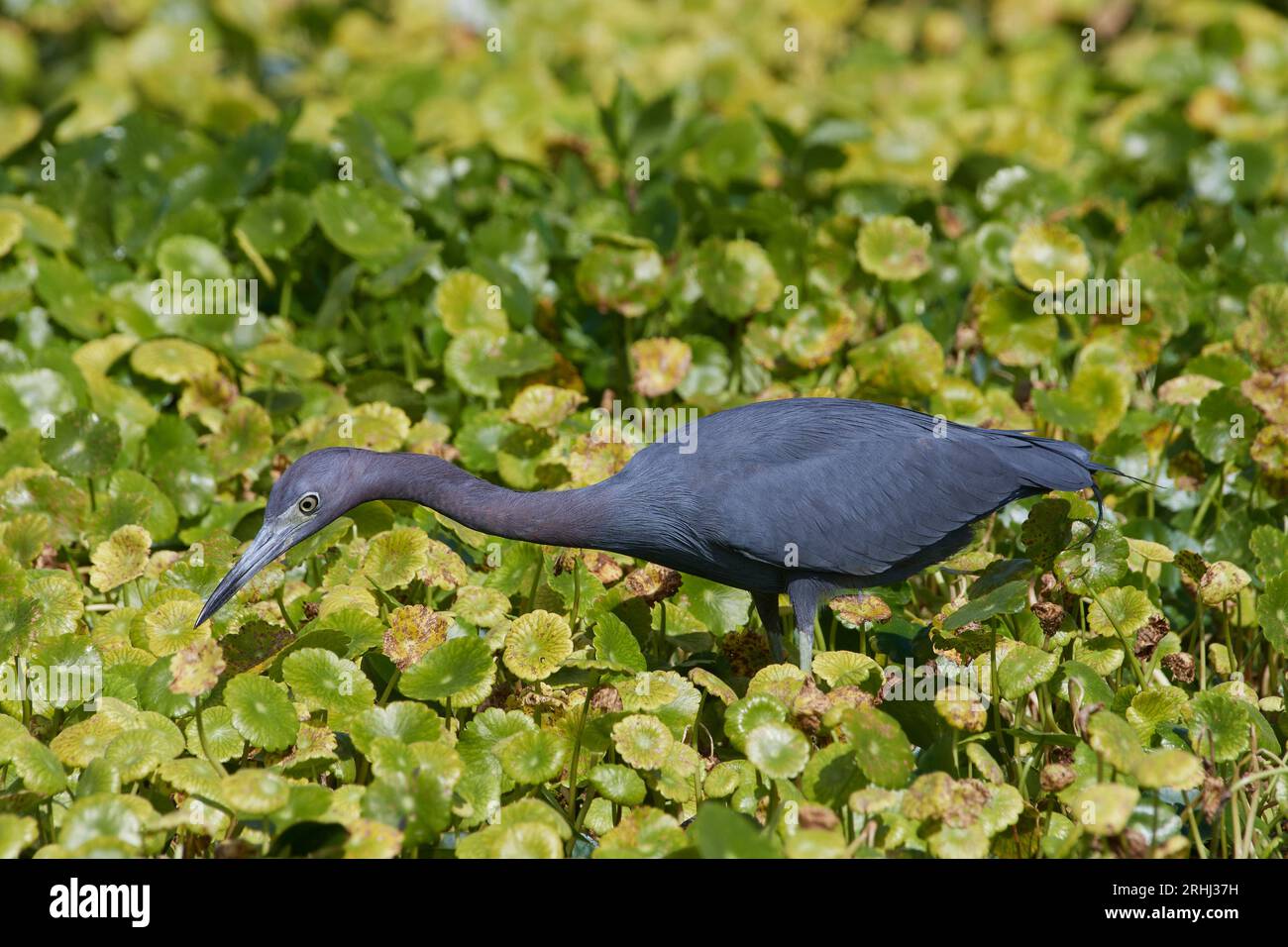 Egretta caerulea, Blaureiher, kleiner Blaureiher Stockfoto