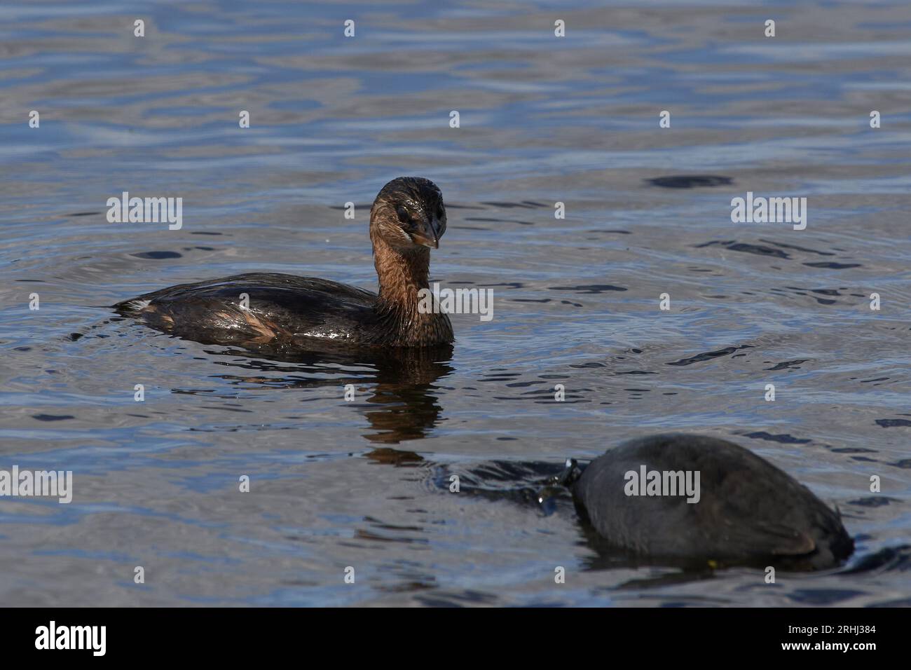 Podilymbus podiceps podiceps, Bindentaucher, Rattenschnabel Stockfoto