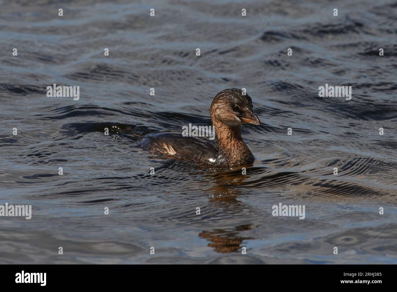 Podilymbus podiceps podiceps, Bindentaucher, Rattenschnabel Stockfoto