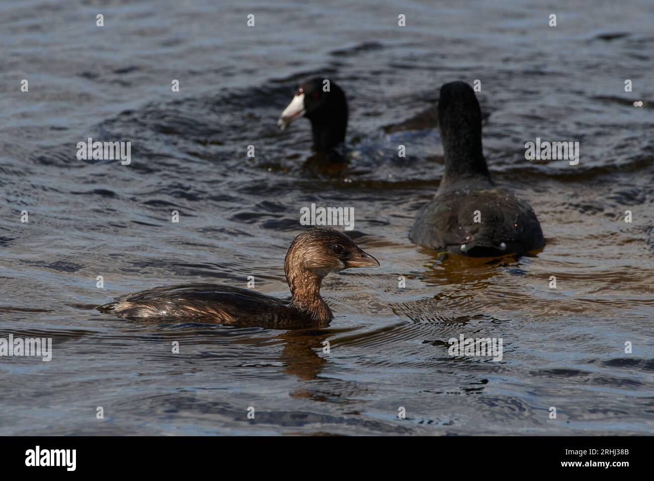 Podilymbus podiceps podiceps, Bindentaucher, Rattenschnabel Stockfoto