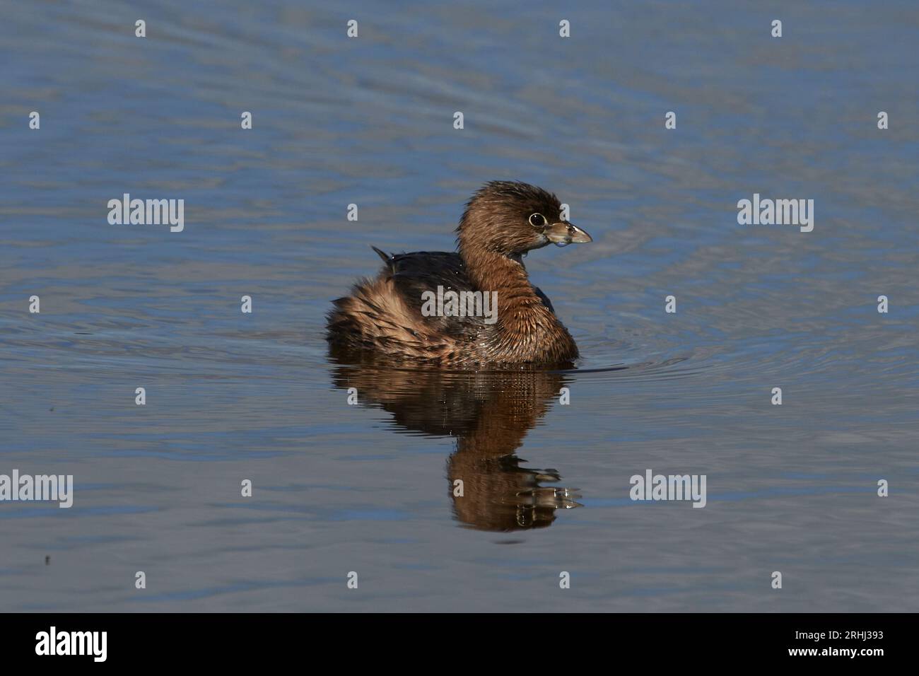 Podilymbus podiceps podiceps, Bindentaucher, Rattenschnabel Stockfoto