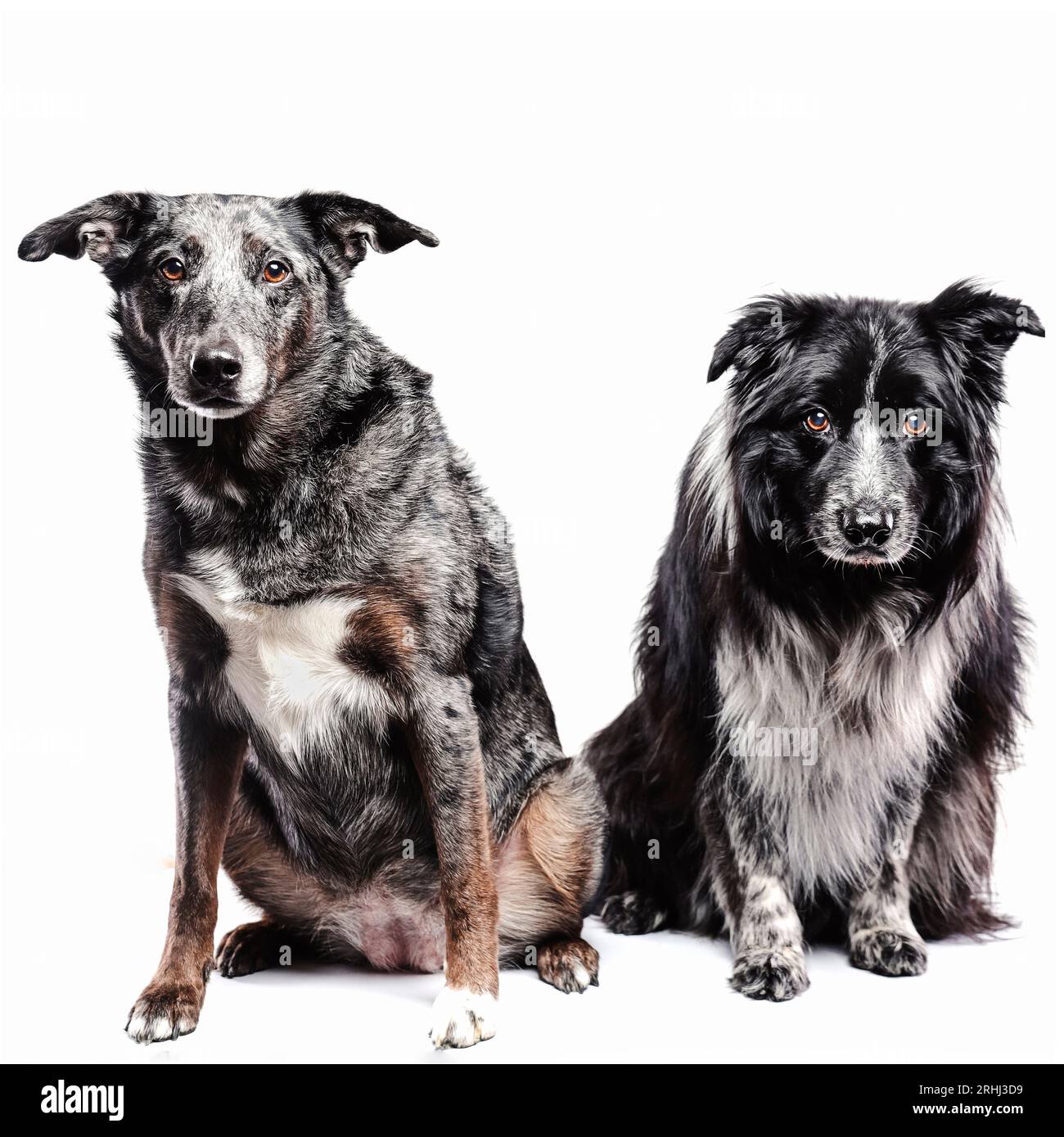Zwei schöne Hunde sitzen geduldig auf weißem Hintergrund Stockfoto