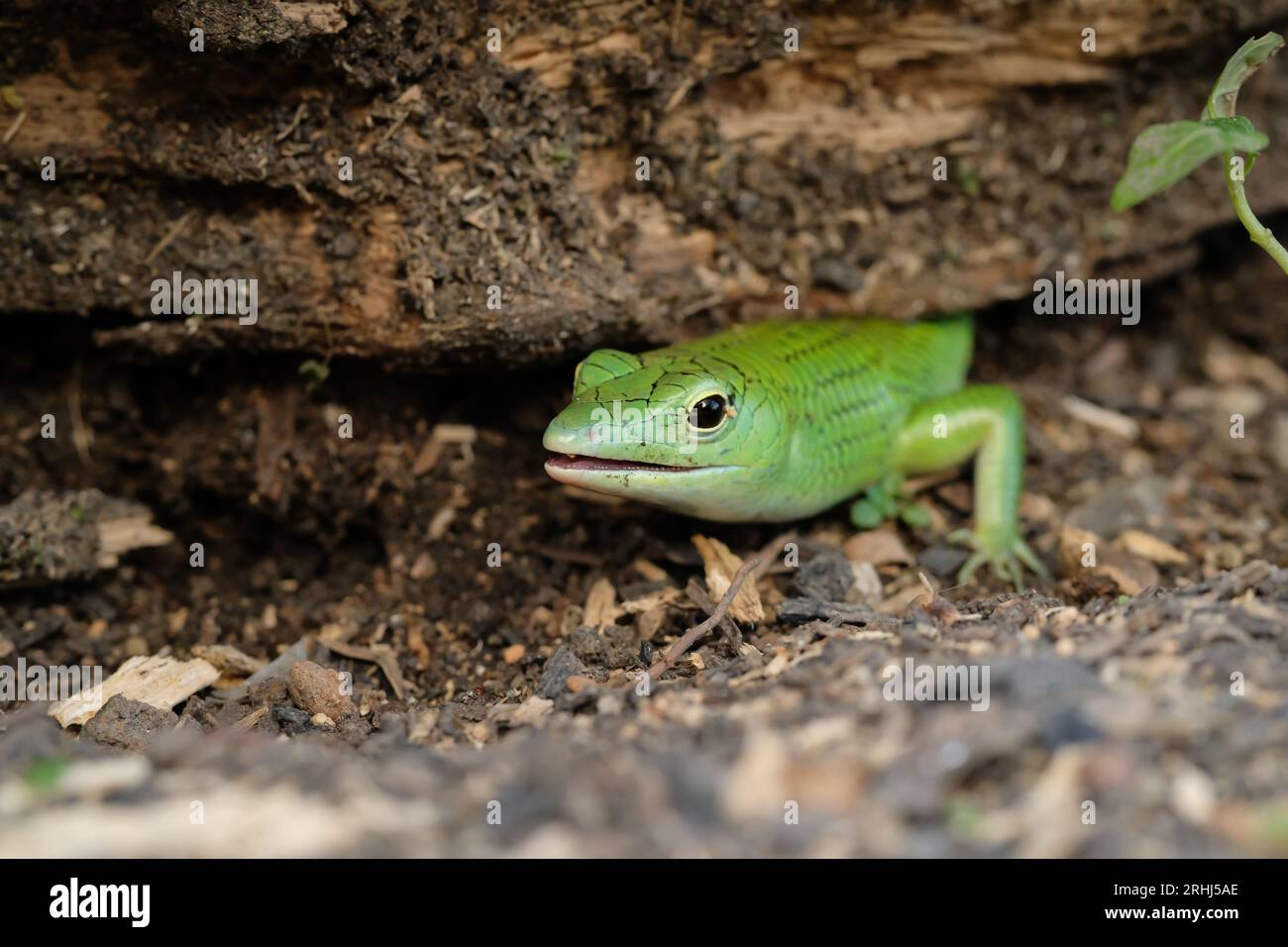 Grüne Eidechse auf dem Boden Stockfoto