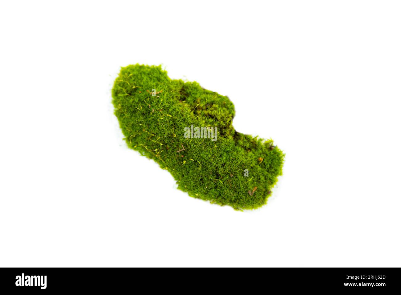 Natürliches grünes Moos aus nächster Nähe. Isoliert auf weiß. Stockfoto