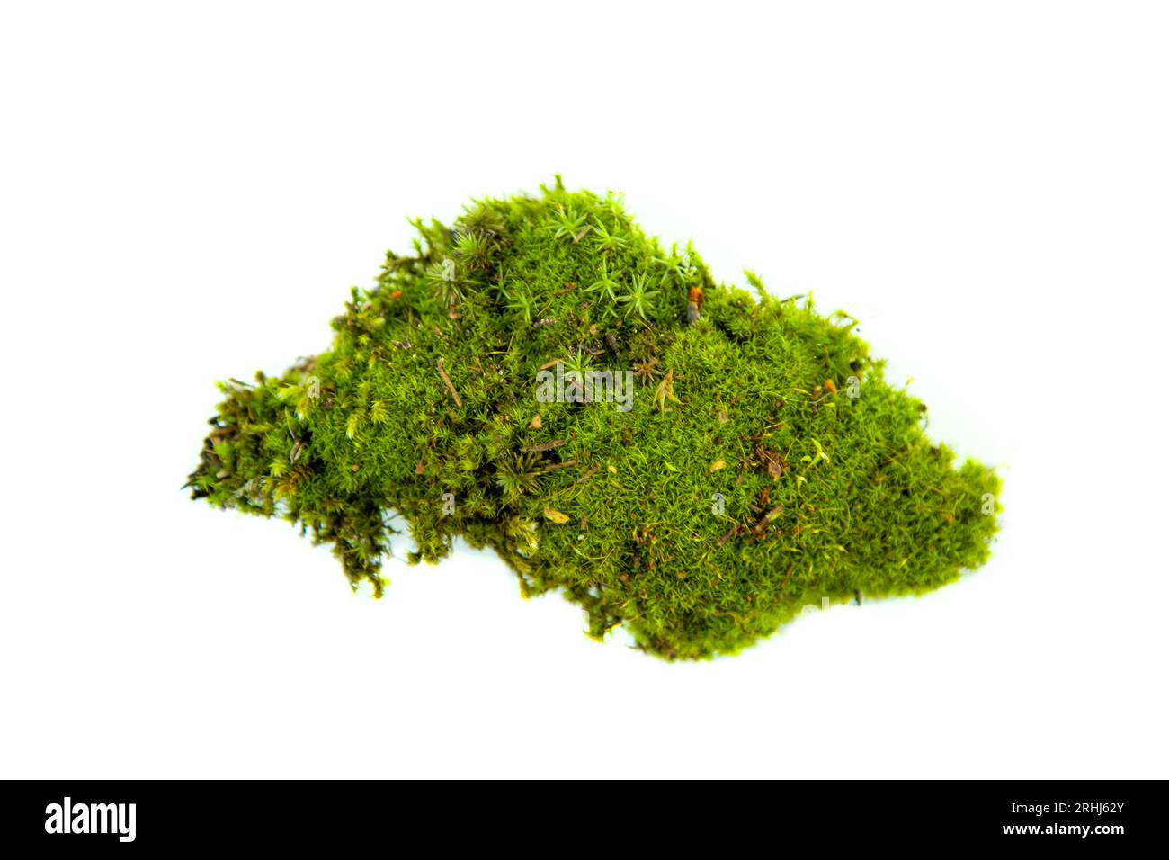 Natürliches grünes Moos aus nächster Nähe. Isoliert auf weiß. Stockfoto