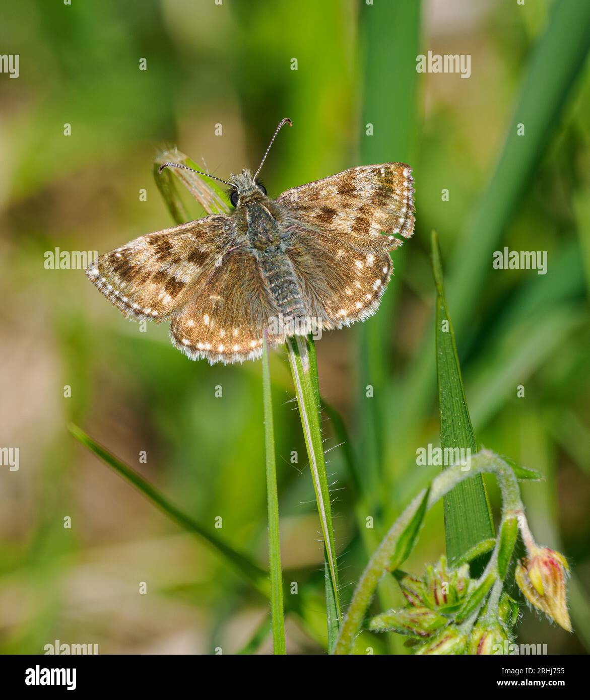 Dingy Skipper Erynnis sonnt sich auf einem Grashalm in Dorset UK Stockfoto