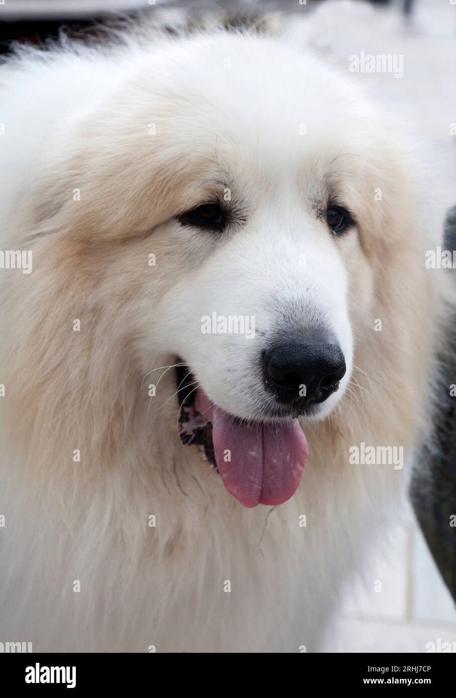 Großartiger Pyrenäer Sennenhund Stockfoto