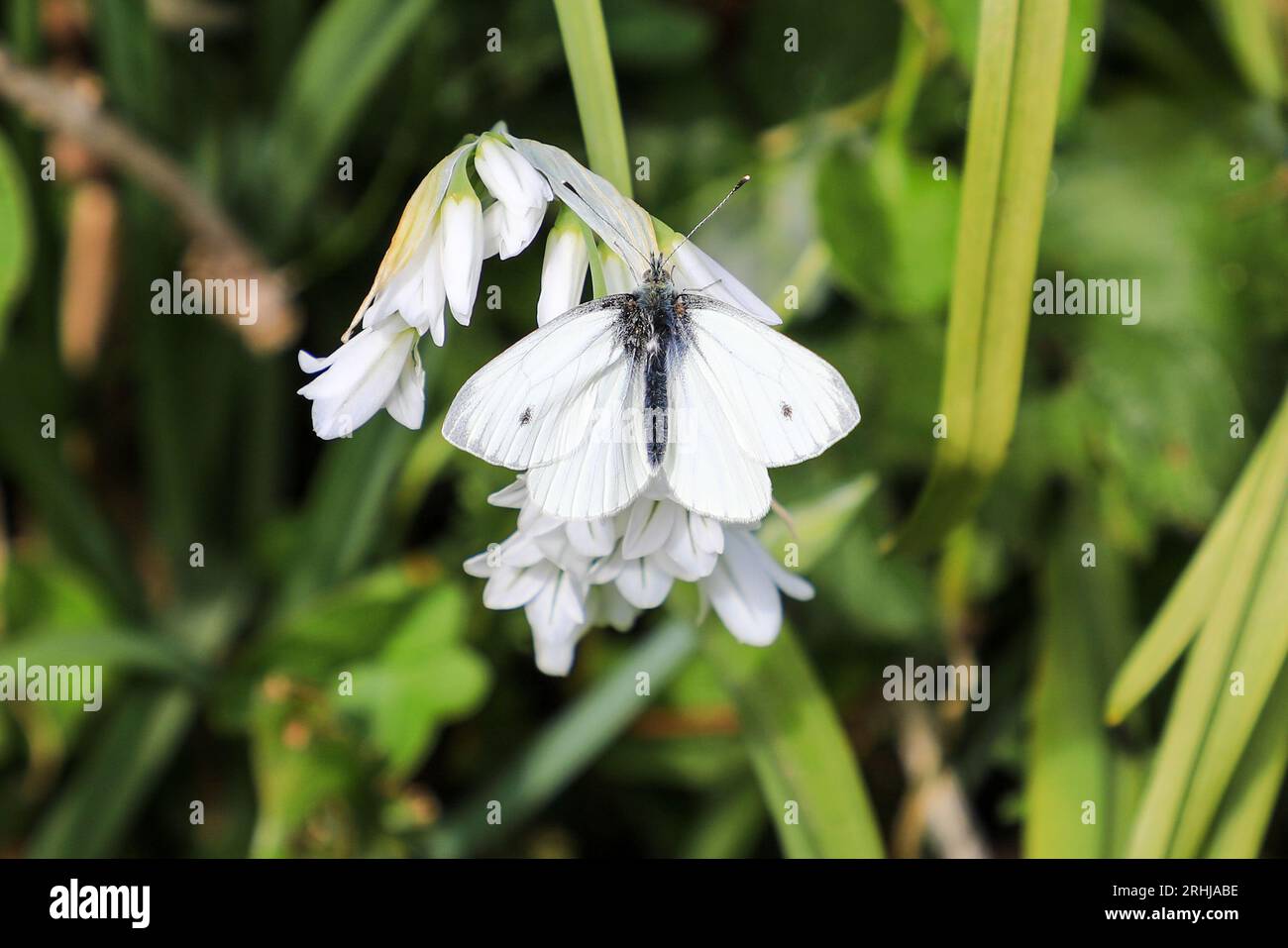 Eine Nahaufnahme oder Makroaufnahme eines kleinen weißen Schmetterlings (Pieris rapae) auf einer dreieckigen Lauchblume (Allium triquetrum), England, Großbritannien Stockfoto