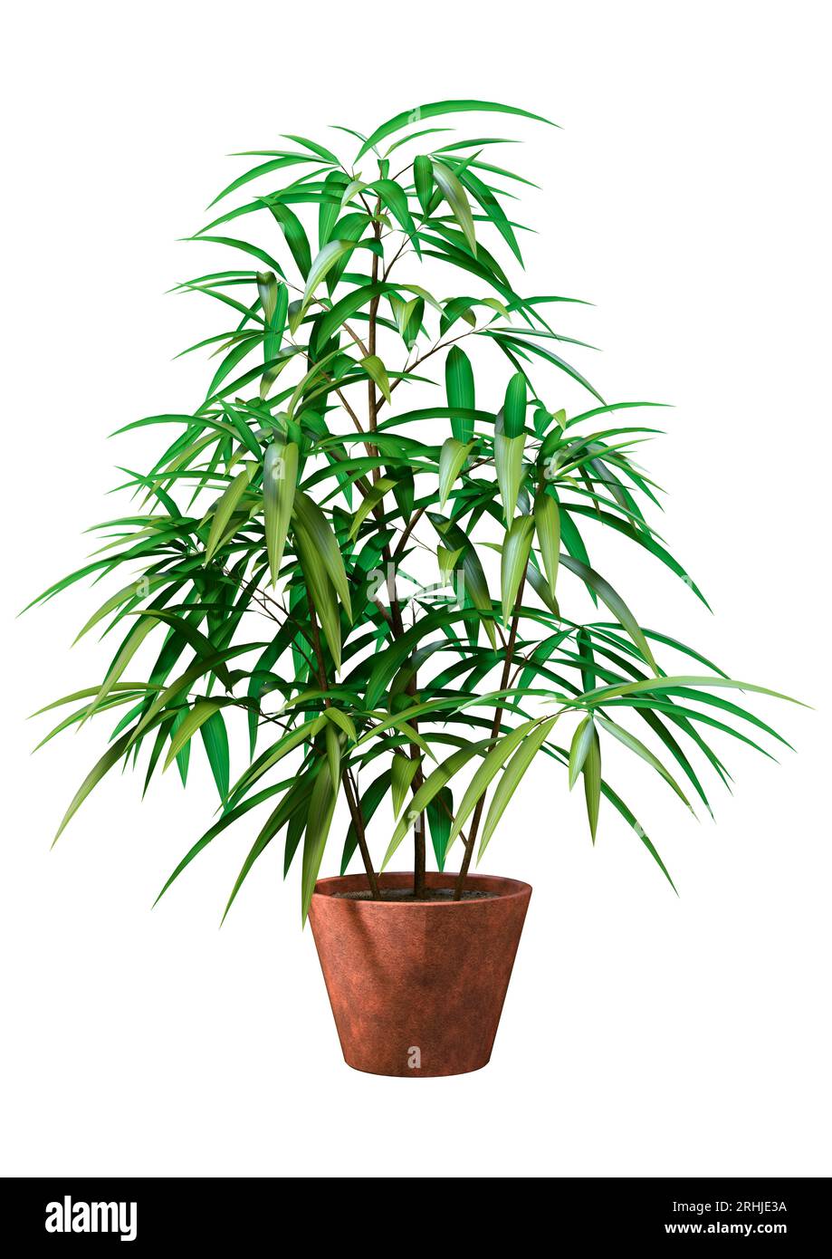 3D-Rendering eines Ficus alii oder Ficus maclellandii oder Bananenblattfeige isoliert auf weißem Hintergrund Stockfoto