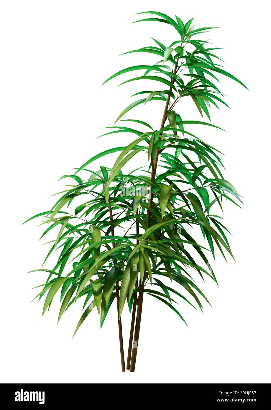 3D-Rendering eines Ficus alii oder Ficus maclellandii oder Bananenblattfeige isoliert auf weißem Hintergrund Stockfoto