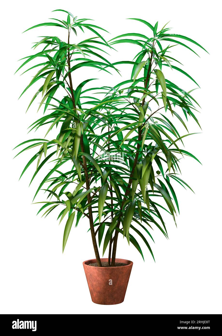 3D-Rendering eines Ficus alii oder Ficus maclellandii oder Bananenblattfeige isoliert auf weißem Hintergrund Stockfoto