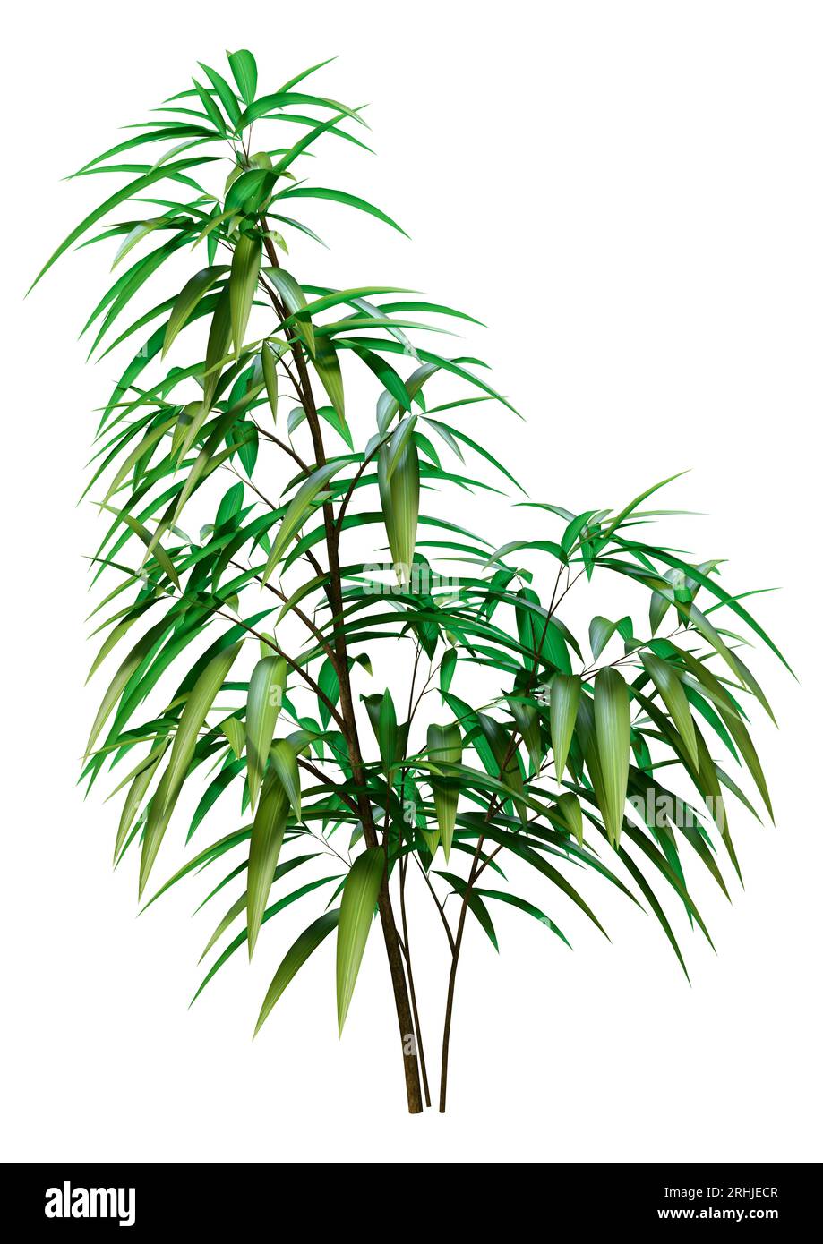 3D-Rendering eines Ficus alii oder Ficus maclellandii oder Bananenblattfeige isoliert auf weißem Hintergrund Stockfoto